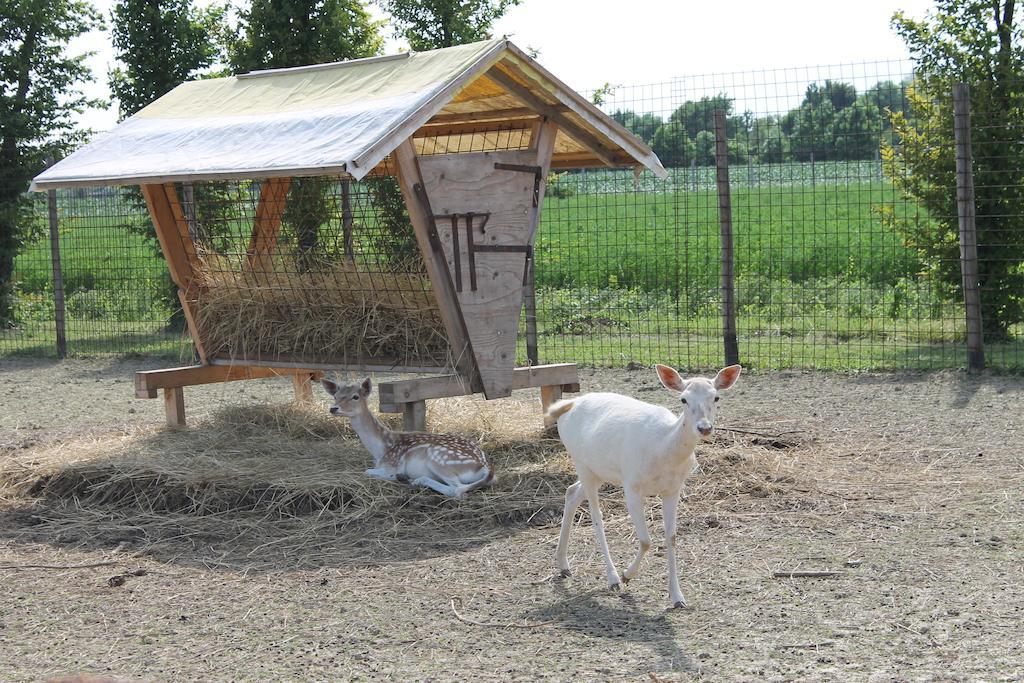 Agriturismo Nonna Rina San Liberale Dış mekan fotoğraf