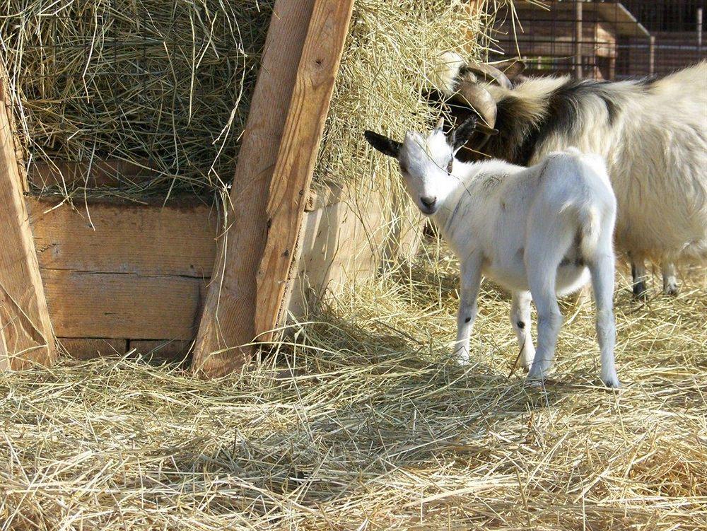 Agriturismo Nonna Rina San Liberale Dış mekan fotoğraf