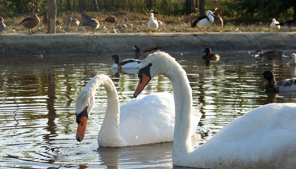 Agriturismo Nonna Rina San Liberale Dış mekan fotoğraf