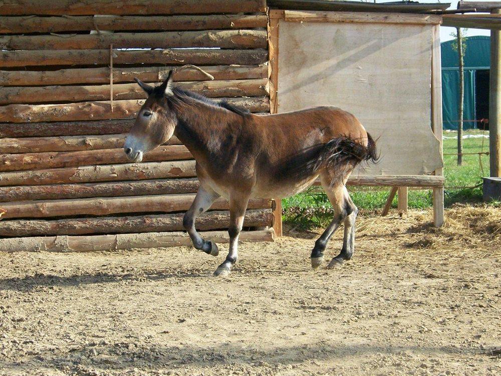 Agriturismo Nonna Rina San Liberale Dış mekan fotoğraf