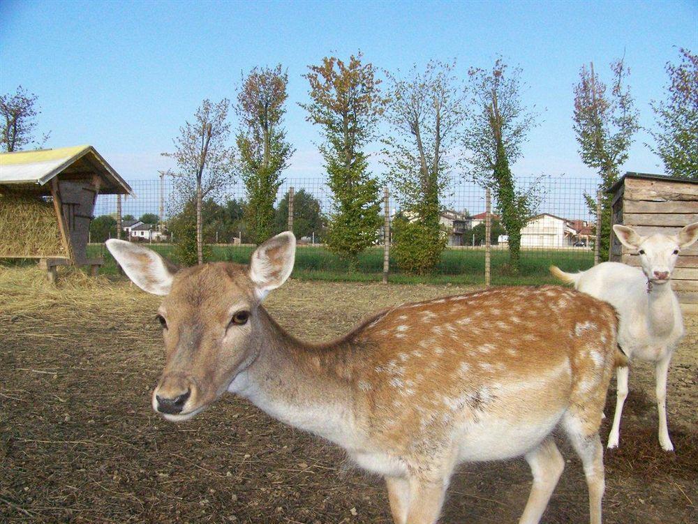 Agriturismo Nonna Rina San Liberale Dış mekan fotoğraf
